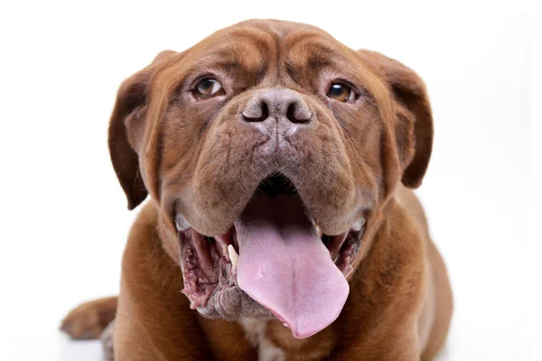 Portrét Rozkošný Dogue Bordeaux Izolované Bílém Pozadí — Stock fotografie