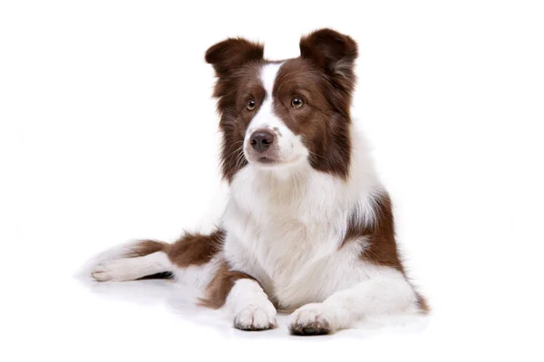 Studio Shot Van Een Schattig Bordercollie Liggend Witte Achtergrond — Stockfoto