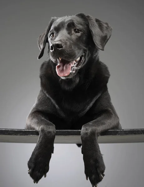 Πορτρέτο Του Ένα Αξιολάτρευτο Ημίαιμο Σκυλί Studio Που Γυρίστηκε Απομονώνονται — Φωτογραφία Αρχείου