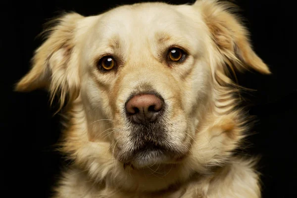 Retrato Cão Raça Mista Adorável Tiro Estúdio Isolado Preto — Fotografia de Stock