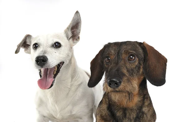 Orelhas Engraçadas Mista Raça Cão Retrato Dachshund Estúdio Branco — Fotografia de Stock