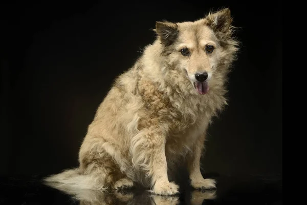 Mezcla Crianza Divertido Perro Relajarse Oscuro Foto Estudio —  Fotos de Stock