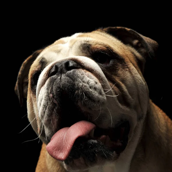 Fare Bulldog Portre Siyah Fotoğraf Studio Açık — Stok fotoğraf