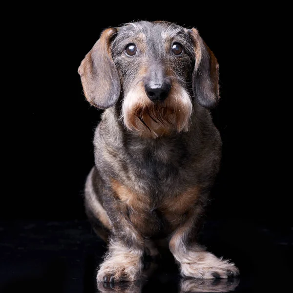 Siyah arka plan üzerine oturan sevimli bir Dachshund stüdyo çekim.