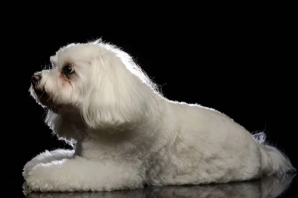 Studio Girato Simpatico Cane Bolognese Sdraiato Sfondo Nero — Foto Stock