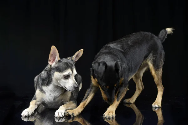Studio Πυροβόλησε Δύο Αξιολάτρευτο Μικτή Φυλή Σκύλου Παίζει Μαύρο Φόντο — Φωτογραφία Αρχείου