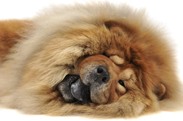 Happy Chow Chow Liegend Auf Dem Boden Studio — Stockfoto