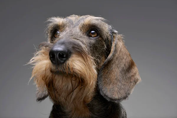 Πορτρέτο Του Ένα Αξιολάτρευτο Είδος Γερμανικού Κυνηγετικού Σκύλου Απομονωμένη Γκρι — Φωτογραφία Αρχείου