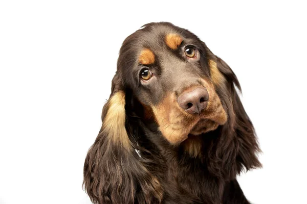 Białym Tle Portret Ładny Cocker Spaniel Angielski Studio Strzał — Zdjęcie stockowe