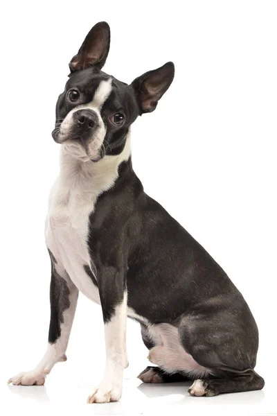 Studio Skott Bedårande Boston Terrier Som Sitter Vit Bakgrund — Stockfoto