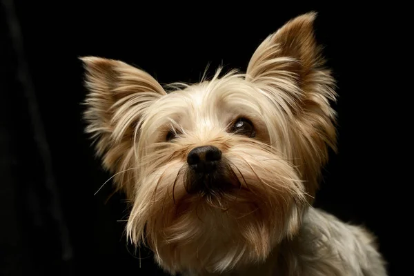 Porträt Eines Yorkshire Terriers Vor Schwarzem Hintergrund — Stockfoto