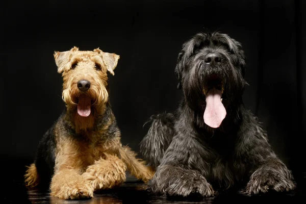 Studio Βολή Από Ένα Αξιολάτρευτο Airedale Terrier Και Μια Μαύρη — Φωτογραφία Αρχείου