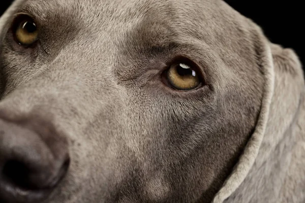 Portret Van Een Schattig Weimarse Staande Hond Studio Opname Geïsoleerd — Stockfoto