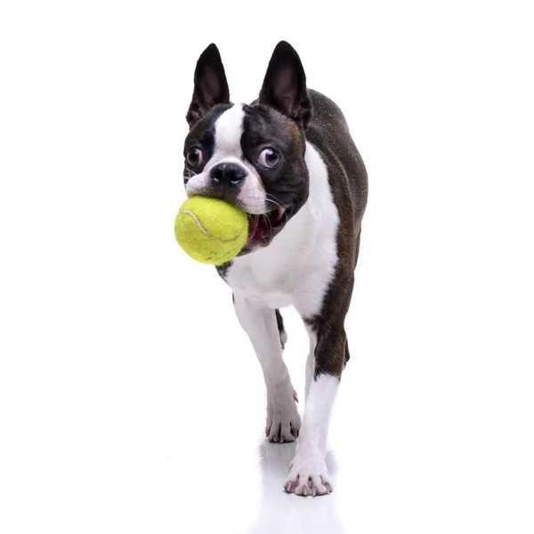 Adorável Boston Terrier Brincando Com Uma Bola Tênis Isolado Fundo — Fotografia de Stock