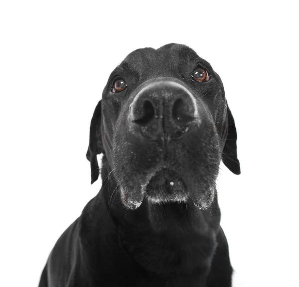 Trauriges Labrador Retriever Porträt Weißen Studio — Stockfoto