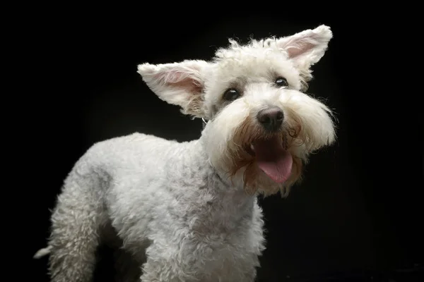 Branco Cão Engraçado Estúdio Escuro — Fotografia de Stock