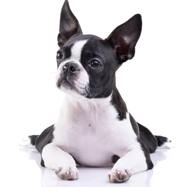 Studio Skott Bedårande Boston Terrier Liggande Vit Bakgrund — Stockfoto