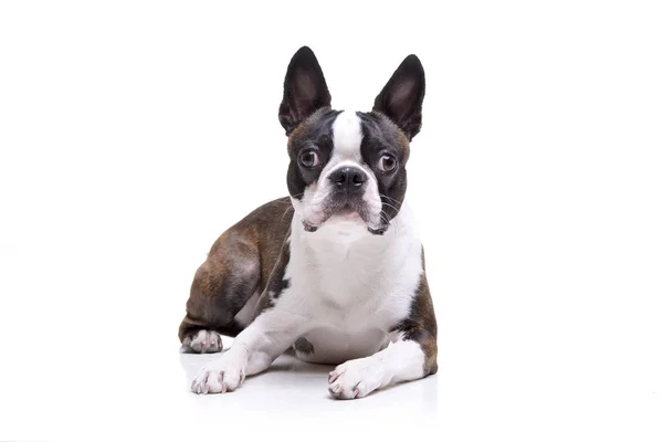 Estudio Adorable Boston Terrier Tumbado Sobre Fondo Blanco —  Fotos de Stock