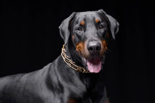 Çok Güzel Bir Dobermann Atış Stüdyo Portre Siyah Izole — Stok fotoğraf