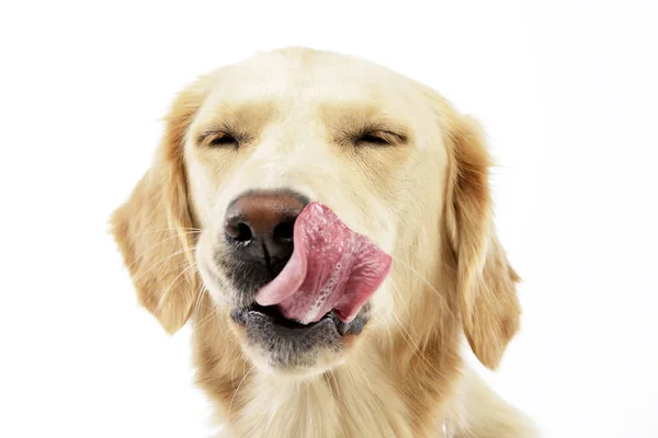 Bir sevimli Golden retriever köpek yavrusu yalama onun dudakları - studio vurdu, üzerinde beyaz izole.