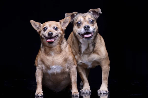 Shot Στούντιο Των Δύο Αξιολάτρευτο Μικτή Φυλή Σκύλου Στέκεται Πάνω — Φωτογραφία Αρχείου