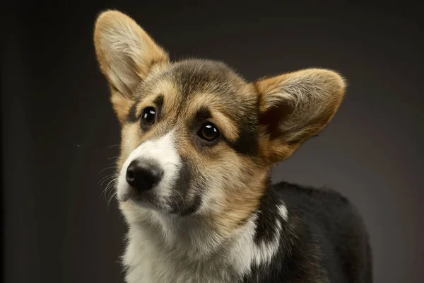 Piękny Szczeniak Corgie Portret Studiu Fotograficznym Ciemny — Zdjęcie stockowe