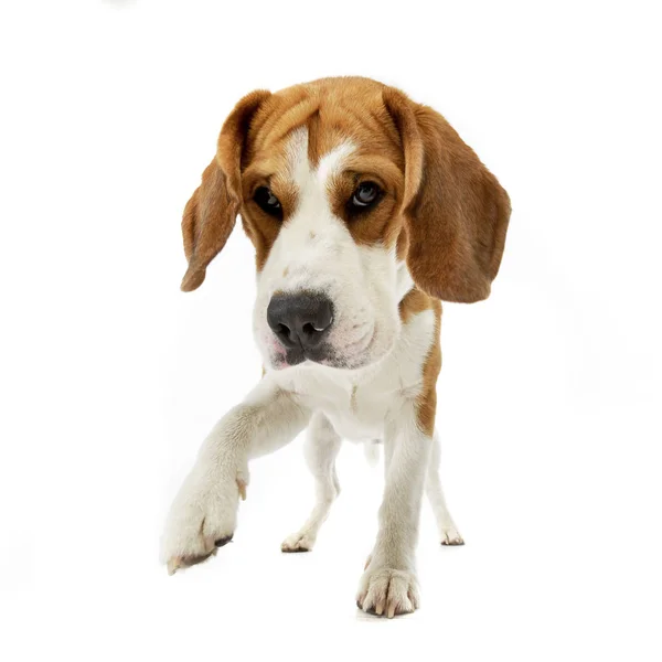 Beyaz Arka Plan Üzerinde Bir Çok Güzel Beagle Duran Stüdyo — Stok fotoğraf