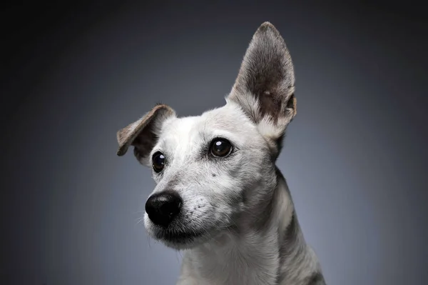 Směšné Uši Bílého Psa Portrét Odstupňovaných Pozadí — Stock fotografie