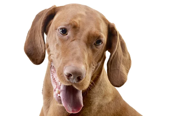 Portret Van Een Schattig Hongaarse Vizsla Magyar Vizsla Geïsoleerd Witte — Stockfoto