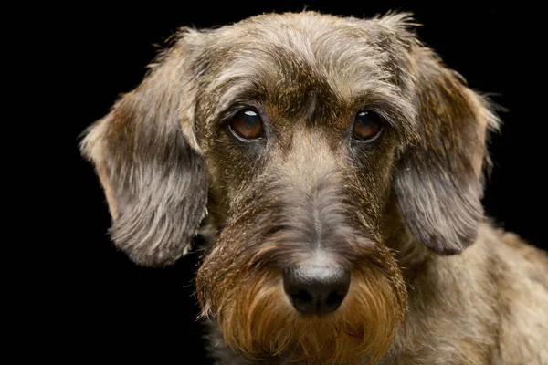 Portret Van Een Schattig Teckel Studio Opname Geïsoleerd Zwart — Stockfoto