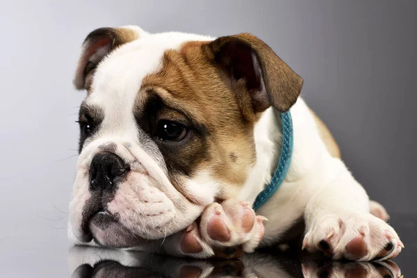 Studio Shot Adorable English Bulldog Puppy Lying Grey Background — Stock Photo, Image