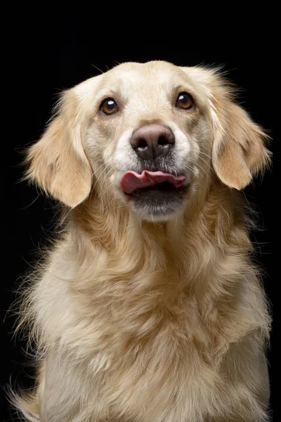 Portrait Adorable Mixed Breed Dog Studio Shot Isolated Black — Stock Photo, Image