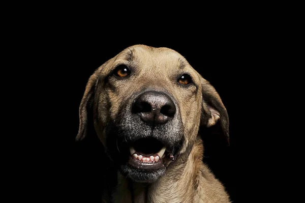 Pes Kříženec Hnědý Magic Oči Portrét Černém Pozadí — Stock fotografie