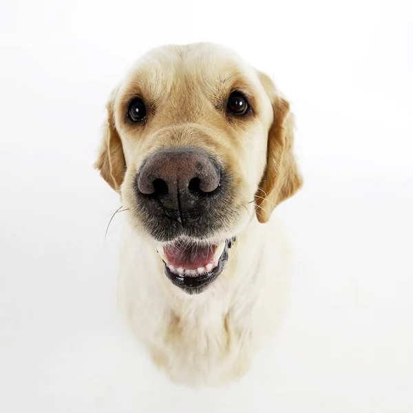 Bir Çok Güzel Karışık Doğurmak Köpek Atış Stüdyo Portresi Üzerine — Stok fotoğraf