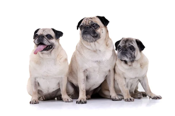 Estúdio Tiro Três Adoráveis Mops Pug Sentado Sobre Fundo Branco — Fotografia de Stock