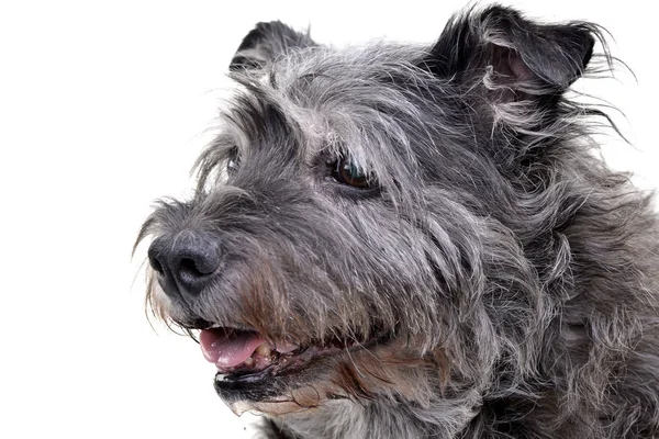 Портрет Очаровательной Смешанной Породы Собаки Изолированы Белом Фоне — стоковое фото