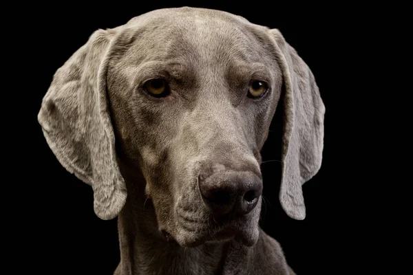 Portrait Adorable Weimaraner Prise Vue Studio Isolé Sur Noir — Photo