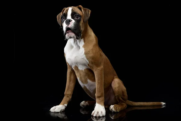Siyah Arka Plan Üzerine Oturan Bir Çok Güzel Boxer Köpek — Stok fotoğraf