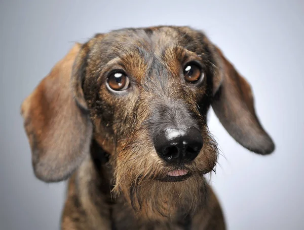 Cabello Cableado Dachshund Retrato Estudio Gris — Foto de Stock