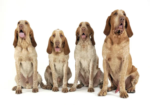 Group Bracco Italiano Feeling Good White Photo Studio — Stock Photo, Image