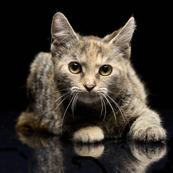 Studio Skott Bedårande Katt Liggande Svart Bakgrund — Stockfoto