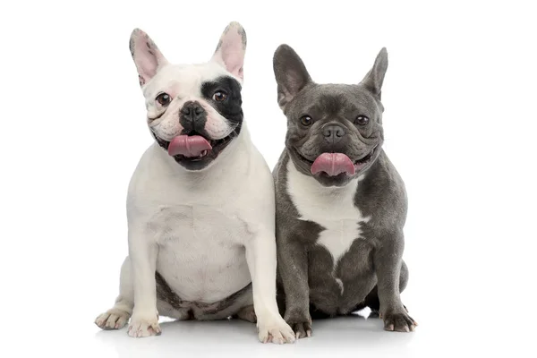 Estudio Dos Adorables Bulldog Franceses Sentados Sobre Fondo Blanco — Foto de Stock