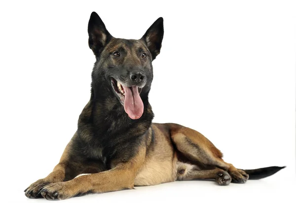 Malinois Belga Rilassante Uno Sfondo Bianco — Foto Stock