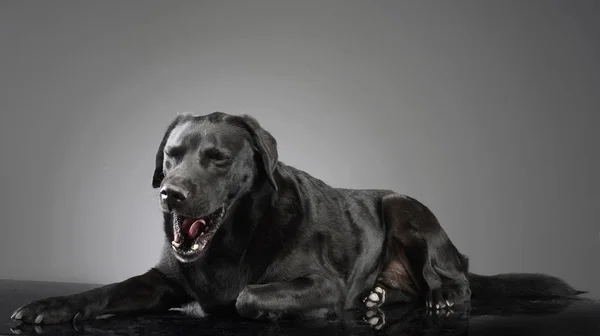 Gri Arka Plan Üzerinde Yalan Bir Esneme Karışık Doğurmak Köpek — Stok fotoğraf