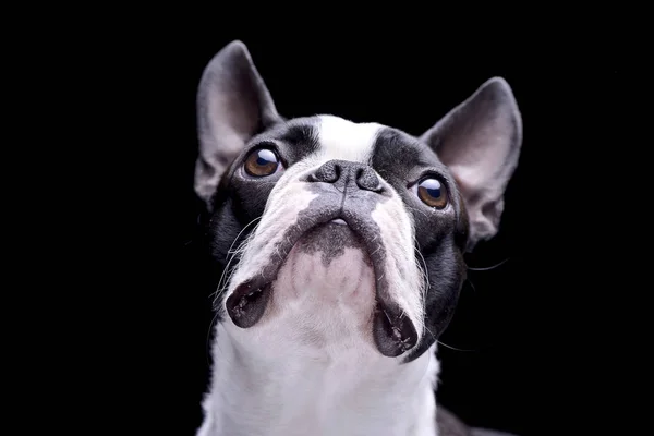 Portrait of an adorable Boston Terrier - isolated on black background.
