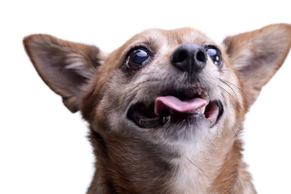 Porträtt Bedårande Blandad Ras Hund Isolerad Vit Bakgrund — Stockfoto