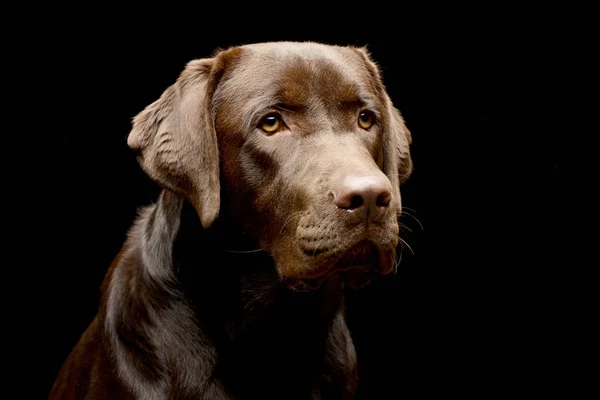 Retrato Adorable Labrador Retriever Plano Estudio Aislado Negro — Foto de Stock