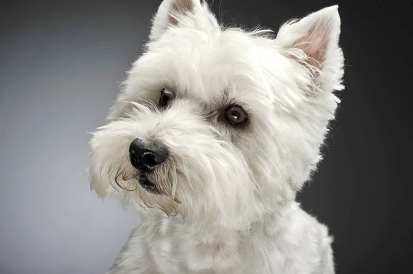 West Highland White Terrier Portraits Studio — Stock Photo, Image