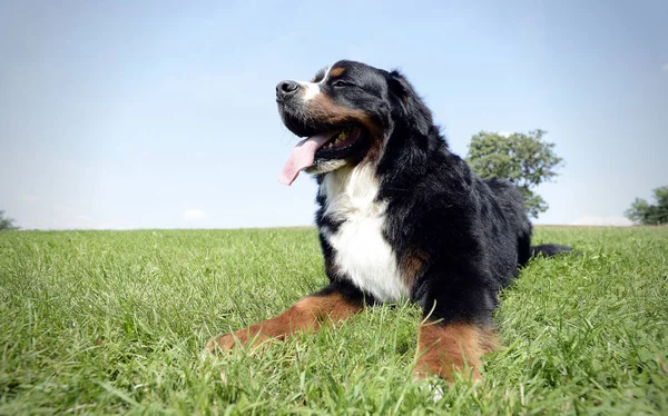 Parkta Çok Güzel Bernese Dağ Köpek — Stok fotoğraf