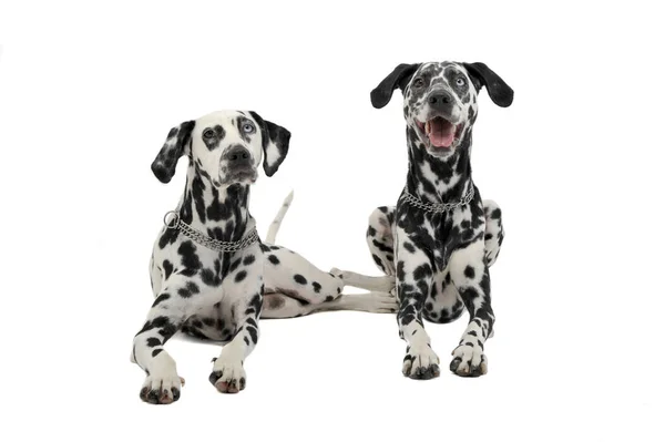 Två Söt Dalmatiner Liggande Vit Bakgrund Fotostudio — Stockfoto